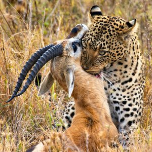 Predator-prey interaction illustrating energy transfer between trophic levels