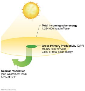 Diagram showing GPP, NPP, and energy loss in an ecosystem