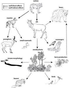 Food web diagram showing direct and indirect effects of wolves in Yellowstone