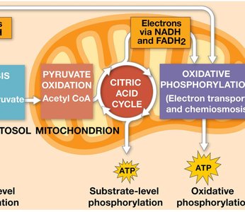 Diagram of the stages of cellular respiration