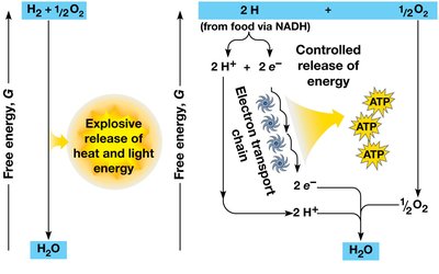 Diagram and TEM of mitochondrion