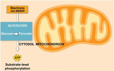 Glycolysis: Energy Investment Phase