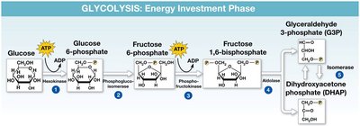 Glycolysis: Energy Payoff Phase