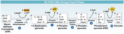 Summary of glycolysis inputs and outputs