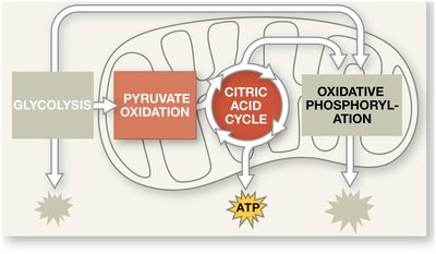 Pyruvate oxidation in mitochondria