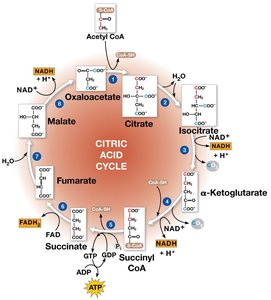 Citric Acid Cycle diagram