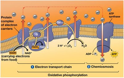 Structure of the electron transport chain