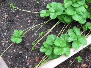 Strawberry plant showing runners (fragmentation)
