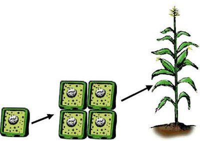 Diagram showing totipotent cells regenerating into a plant