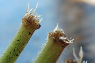 Cut stems showing callus formation and adventitious roots