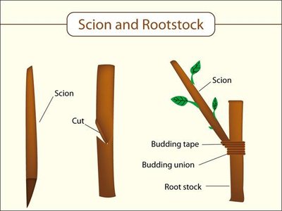 Diagram of scion and rootstock in grafting