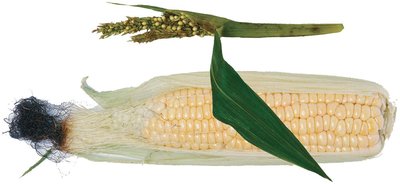 Maize (corn) as a product of artificial selection