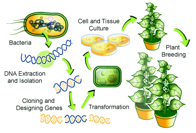 Diagram of genetic engineering and plant transformation process