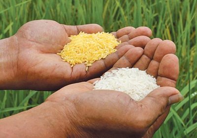 Hands holding golden rice and regular rice