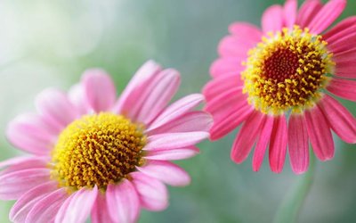 Two flowers showing reproductive organs