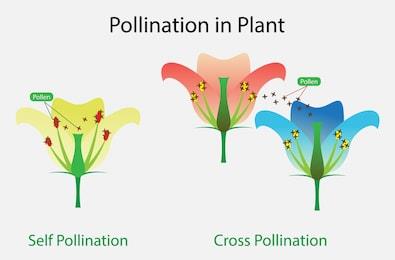 Diagram of self and cross pollination in plants