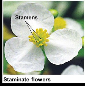 Staminate flower with labeled stamens