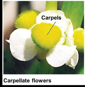 Carpellate flower with labeled carpels