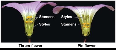 Thrum and pin flower showing different arrangements of stamens and styles