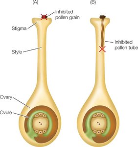 Diagram showing inhibition of pollen grain and pollen tube in self-incompatibility