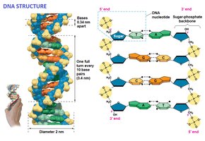 DNA structure and base pairing
