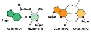 Base pairing: A-T and G-C