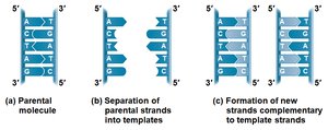 DNA replication: parental and template strands