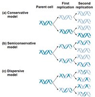 Replication models: conservative, semiconservative, dispersive