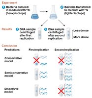 Meselson-Stahl experiment supporting semiconservative model