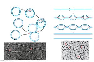 Origins of replication in prokaryotes and eukaryotes