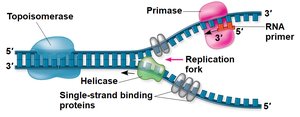 Replication fork and key enzymes