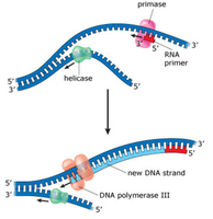 Primase and DNA polymerase at replication fork