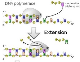 DNA polymerase and nucleoside triphosphates