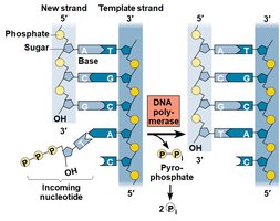 Phosphodiester bond formation in DNA synthesis