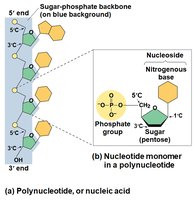 Polynucleotide structure and nucleotide monomer