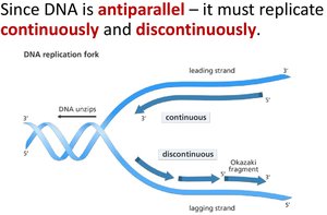 Antiparallel elongation: continuous and discontinuous replication