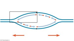 Replication fork: leading and lagging strands