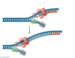 Continuous synthesis of leading strand