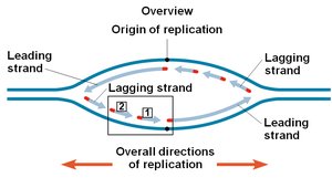 Lagging strand synthesis: Okazaki fragments