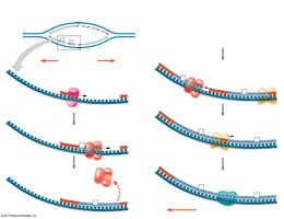 Steps in lagging strand synthesis