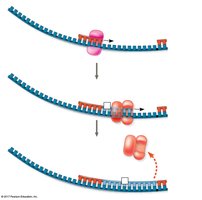 Okazaki fragment synthesis