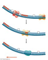 DNA pol I and ligase in lagging strand completion