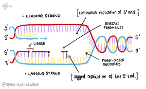 Replication fork with enzymes
