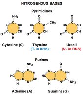 Nitrogenous bases: pyrimidines and purines