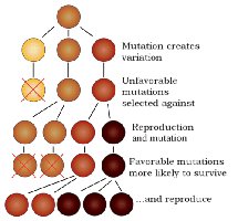 Mutation and natural selection