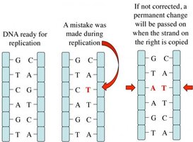 Mutation propagation in DNA replication