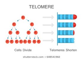 Telomere shortening in chromosomes