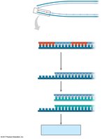Telomere replication and shortening