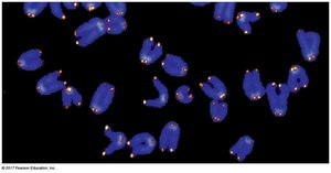 Telomeres stained in chromosomes