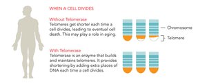 Telomere loss in cell division